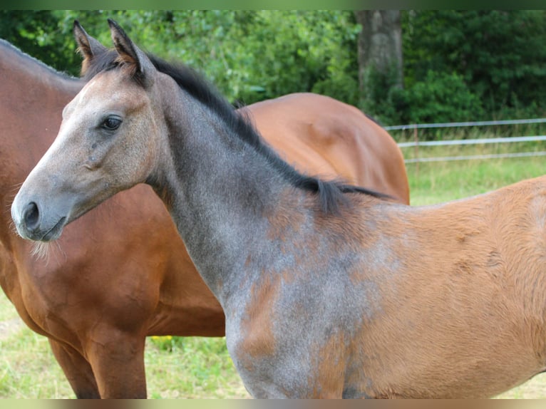 Hannover Giumenta Puledri (04/2024) 173 cm Grigio in Stadthagen