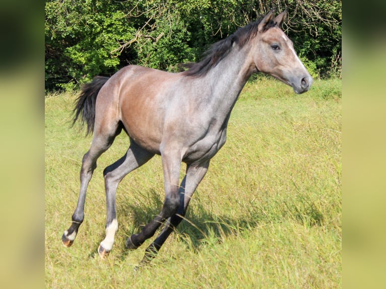 Hannover Giumenta Puledri (04/2024) 173 cm Grigio in Stadthagen