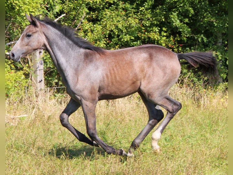 Hannover Giumenta Puledri (04/2024) 173 cm Grigio in Stadthagen