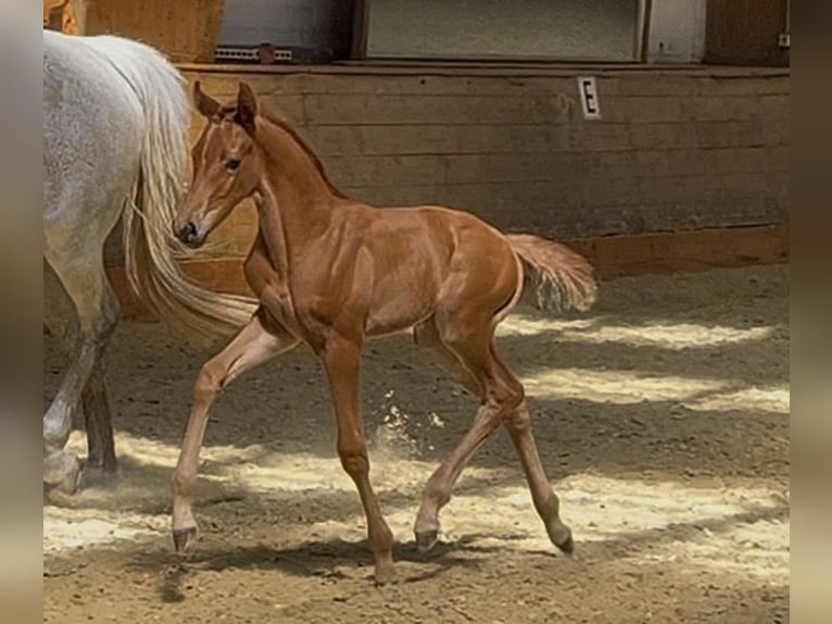 Hannover Giumenta Puledri (06/2026) 173 cm Sauro scuro in Kaufungen