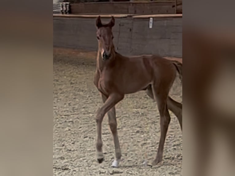 Hannover Giumenta Puledri (06/2026) 173 cm Sauro scuro in Kaufungen
