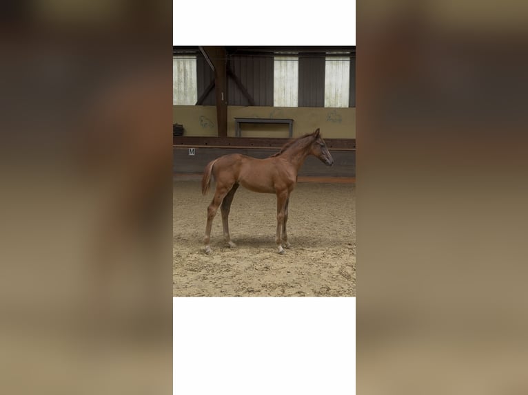 Hannover Giumenta Puledri (06/2026) 173 cm Sauro scuro in Kaufungen