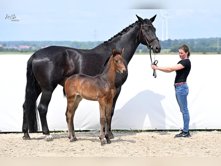 Hannover Giumenta Puledri
 (04/2024) 174 cm Baio in Königslutter am Elm