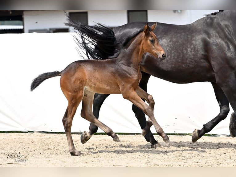 Hannover Giumenta Puledri
 (04/2024) 174 cm Baio in Königslutter am Elm