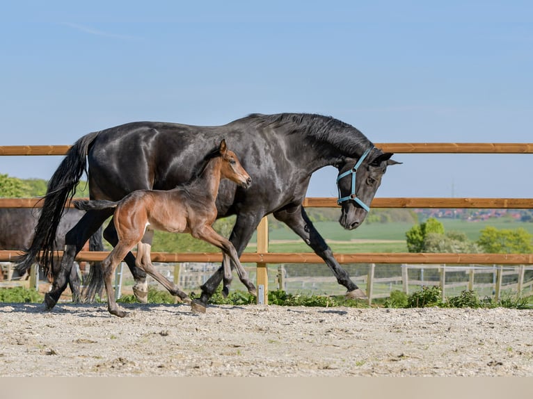 Hannover Giumenta Puledri
 (04/2024) 174 cm Baio in Königslutter am Elm