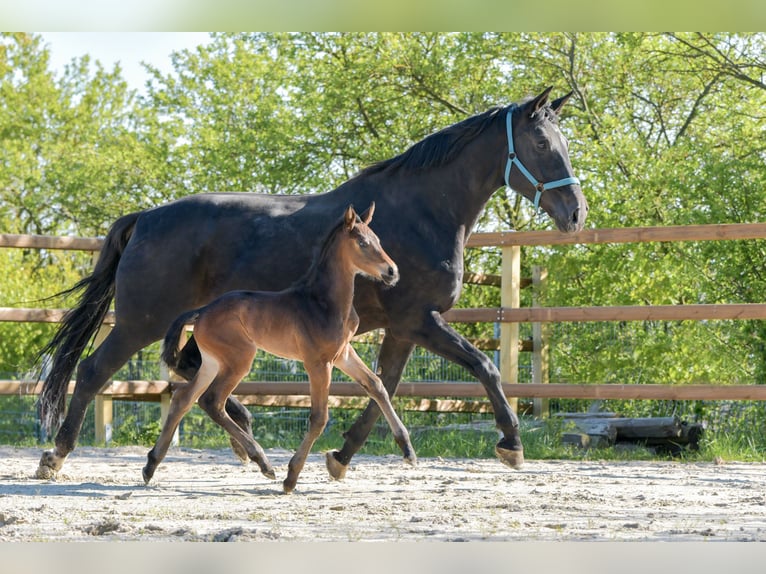 Hannover Giumenta Puledri
 (04/2024) 174 cm Baio in Königslutter am Elm