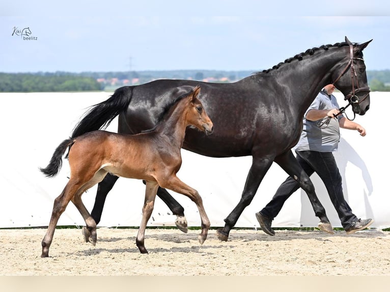 Hannover Giumenta Puledri
 (04/2024) 174 cm Baio in Königslutter am Elm