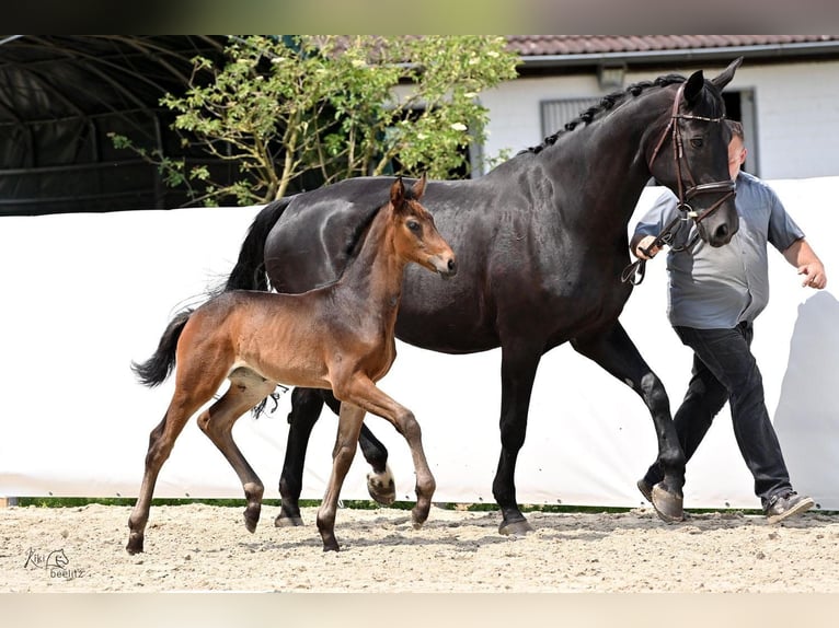 Hannover Giumenta Puledri
 (04/2024) 174 cm Baio in Königslutter am Elm