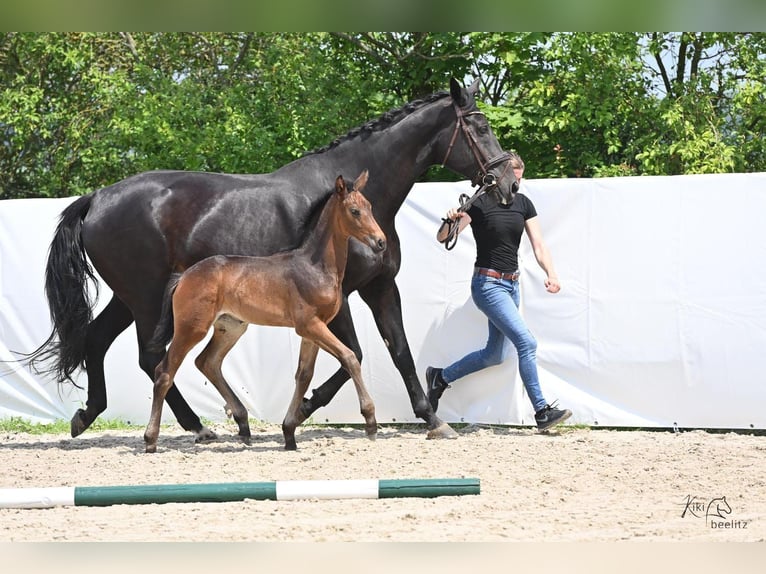 Hannover Giumenta Puledri
 (04/2024) 174 cm Baio in Königslutter am Elm