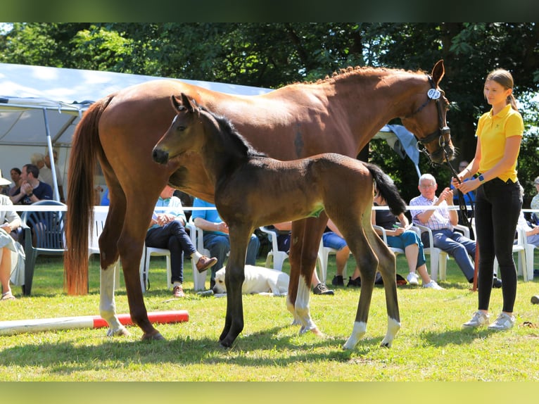 Hannover Giumenta Puledri
 (06/2024) Baio in Bismark (Altmark)