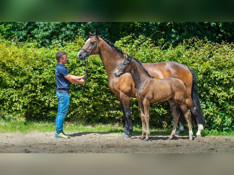 Hannover Giumenta Puledri
 (04/2024) Baio in Heinsberg