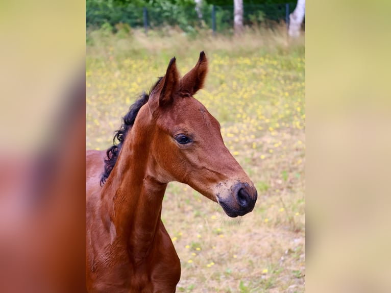 Hannover Giumenta Puledri (06/2026) Baio in Lähden