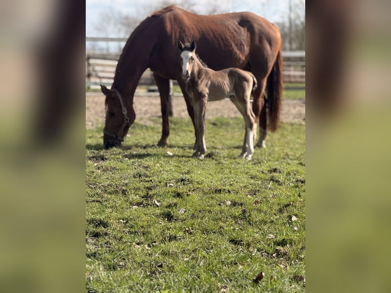 Hannover Giumenta Puledri (03/2026) Baio in Lippstadt