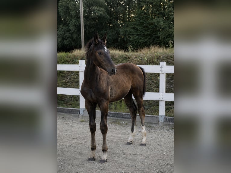 Hannover Giumenta Puledri (05/2026) Baio ciliegia in Jaroszów