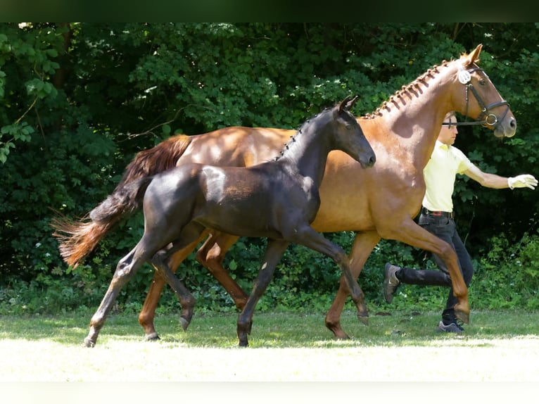 Hannover Giumenta Puledri
 (04/2024) Baio nero in Lüchow