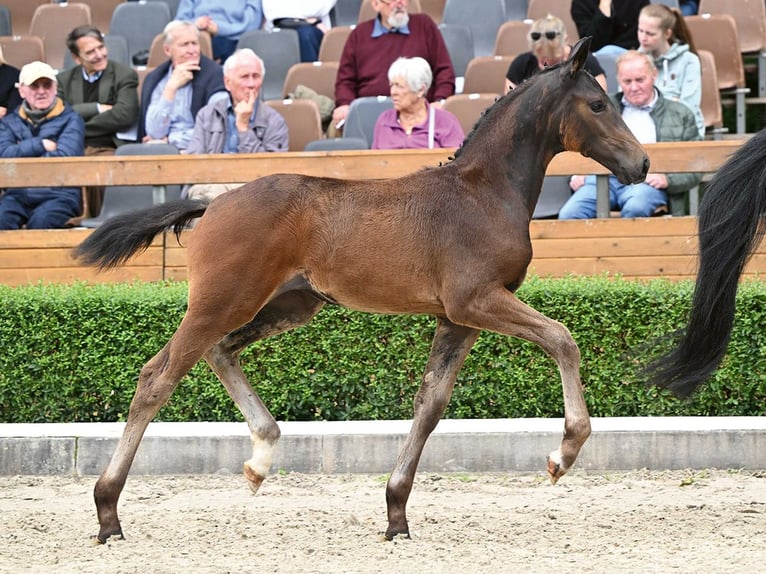 Hannover Giumenta Puledri
 (05/2024) Baio scuro in Bad Bevensen