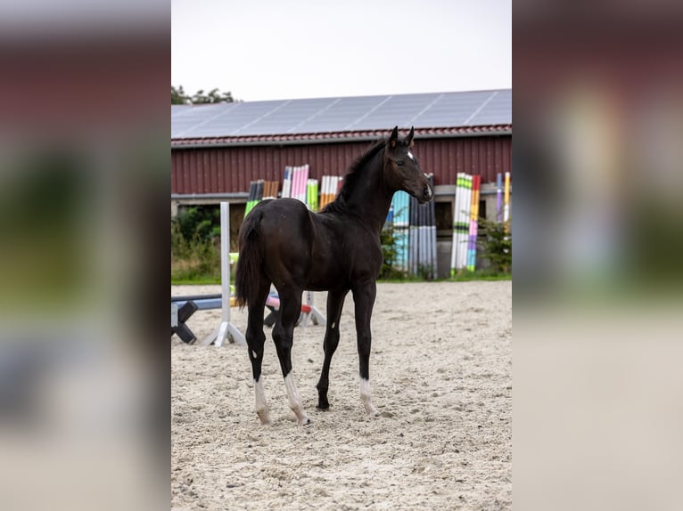 Hannover Giumenta Puledri (05/2026) Baio scuro in Ermslebenermsleben