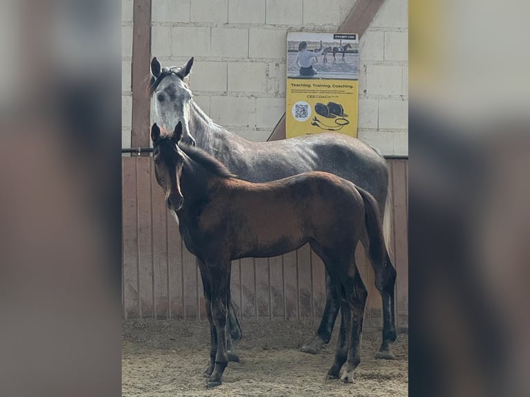 Hannover Giumenta Puledri
 (04/2024) Baio scuro in Niddatal