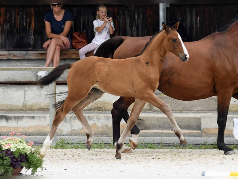 Hannover Giumenta Puledri
 (06/2024) in Vilsheim