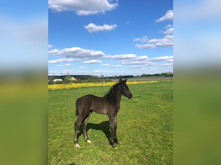 Hannover Giumenta  Morello in Ahlerstedt