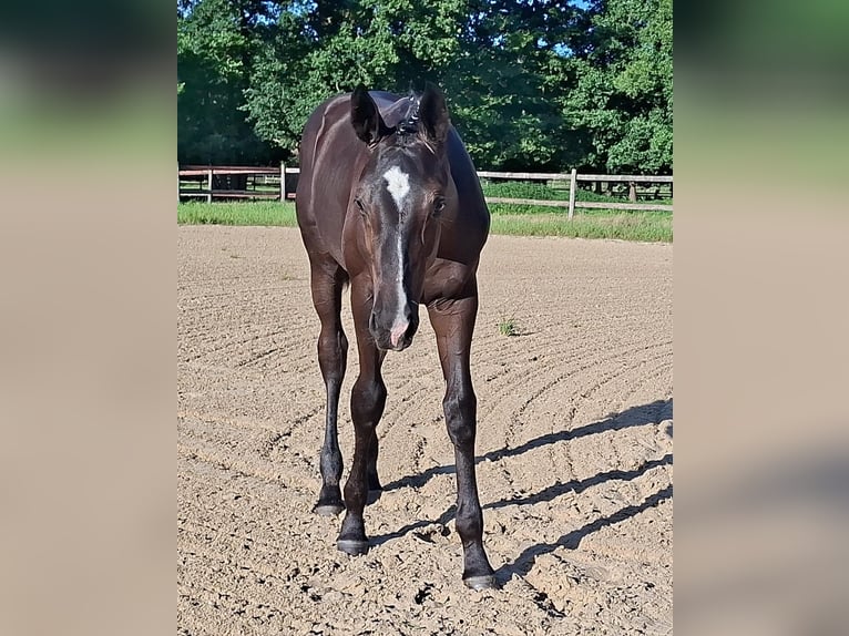 Hannover Giumenta Puledri (04/2025) Morello in GROTE-BROGEL