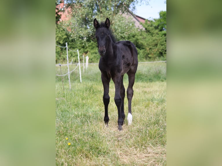 Hannover Giumenta  Morello in Hohenhameln