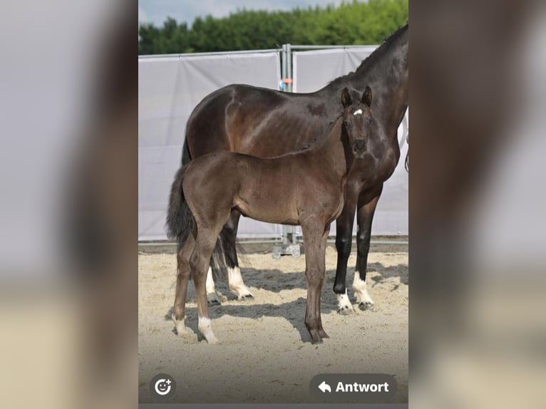 Hannover Giumenta  Morello in Steinach