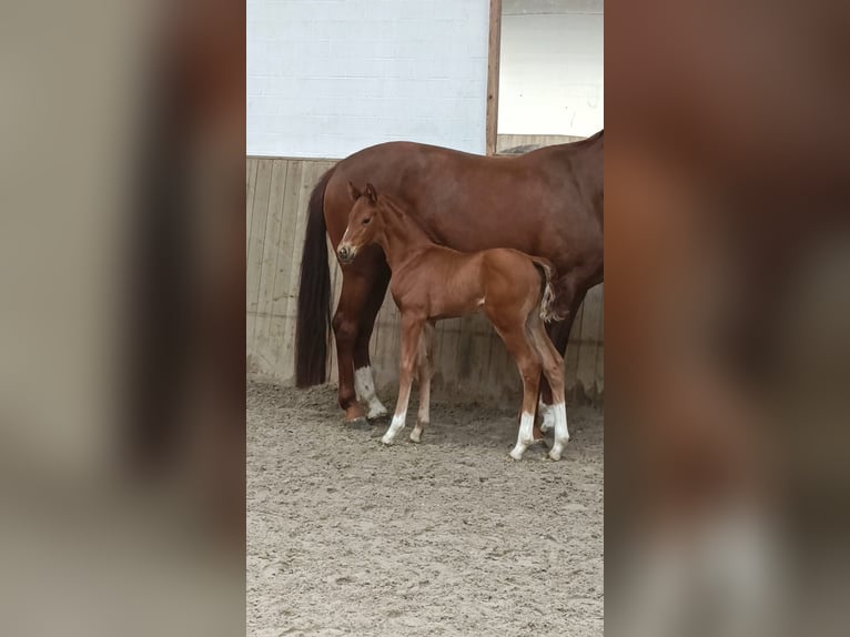 Hannover Giumenta Puledri (03/2025) Sauro in Gro&#xDF; Ippener