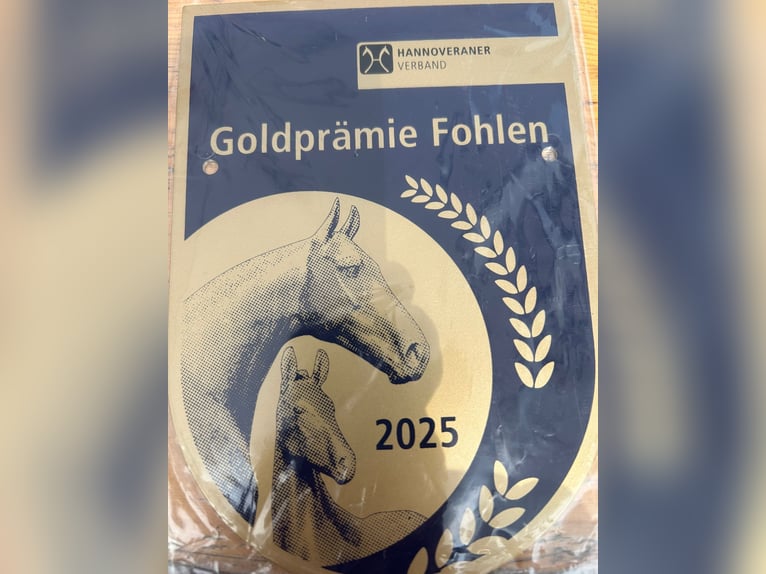Hannover Giumenta Puledri (03/2025) Sauro in Gro&#xDF; Ippener