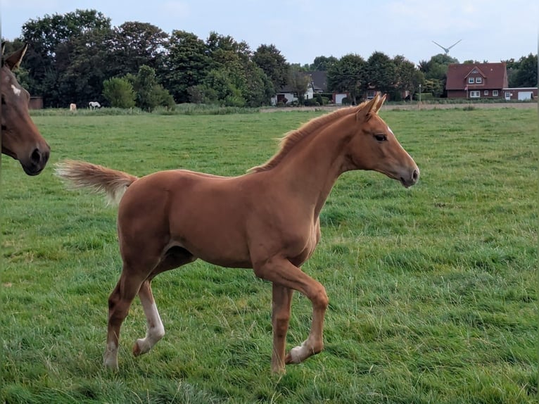 Hannover Giumenta Puledri (04/2025) Sauro in Krummh&#xF6;rn
