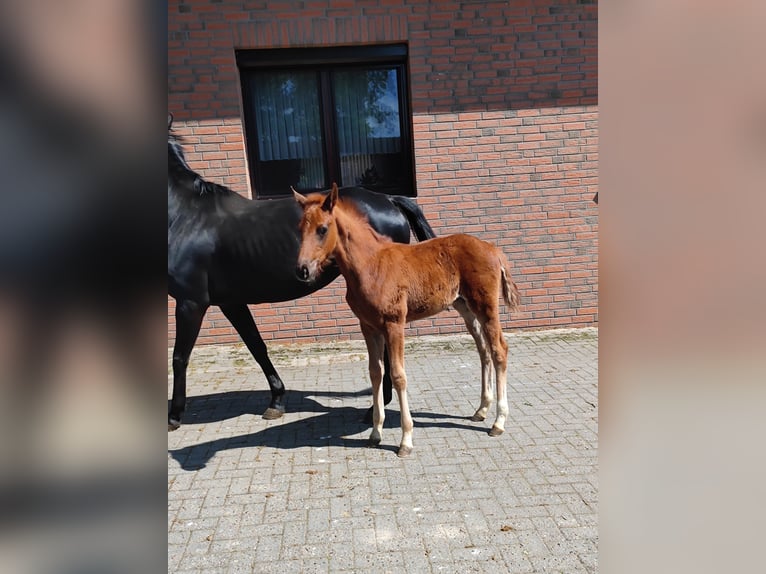 Hannover Giumenta  Sauro in Langen