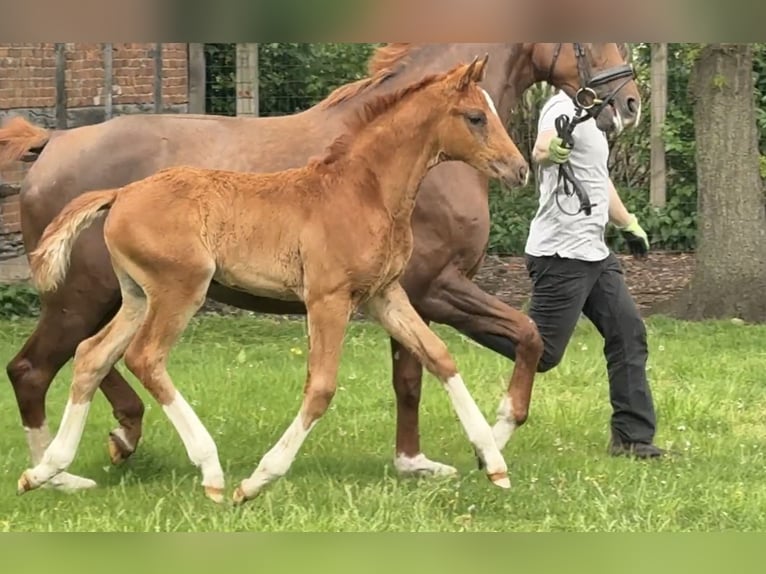Hannover Giumenta  Sauro scuro in Schwarmstedt