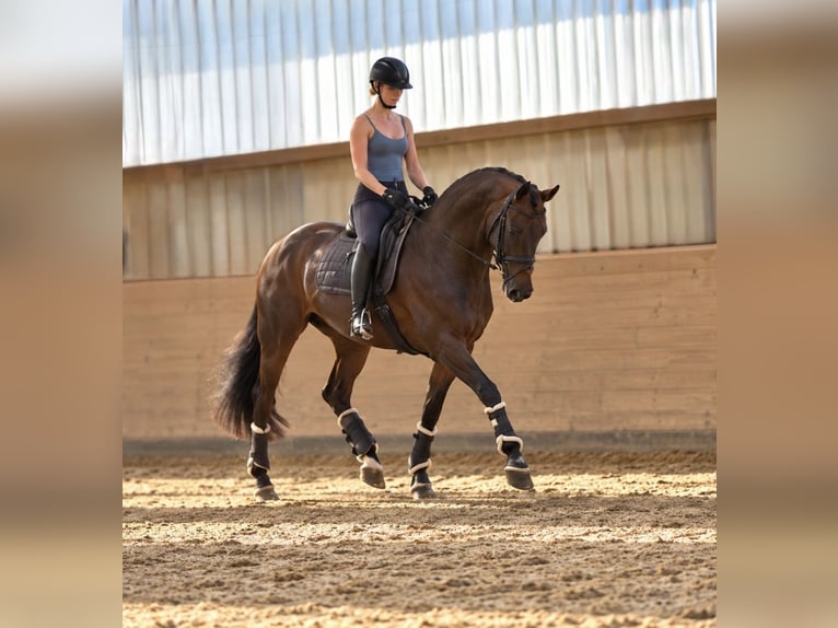 Hannover Stallone 11 Anni 165 cm Sauro scuro in Vechta