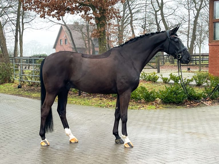 Hannover Stallone 12 Anni 175 cm Morello in Verden