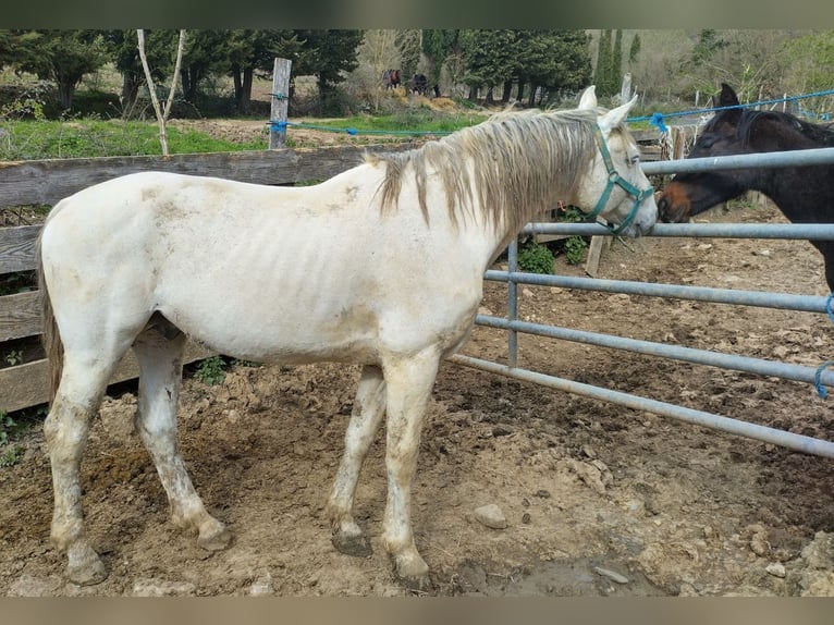 Hannover Stallone 16 Anni 170 cm Bianco in Couiza