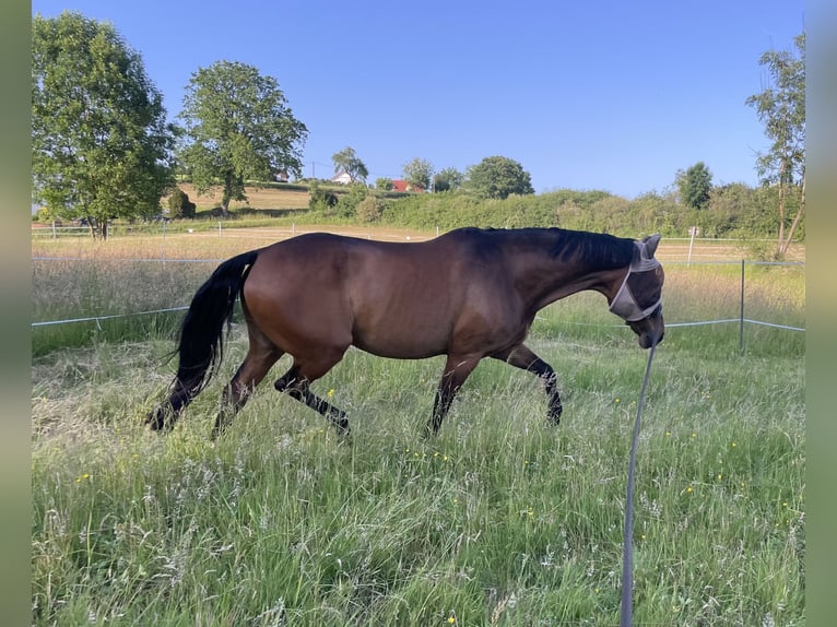 Hannover Stallone 17 Anni 162 cm Baio in Elztal