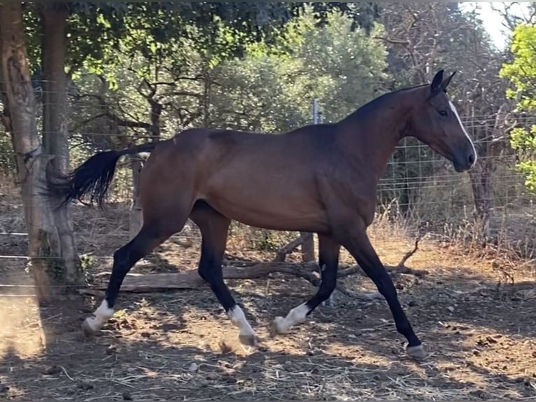 Hannover Stallone 1 Anno 135 cm Baio in Villanueva del Ariscal