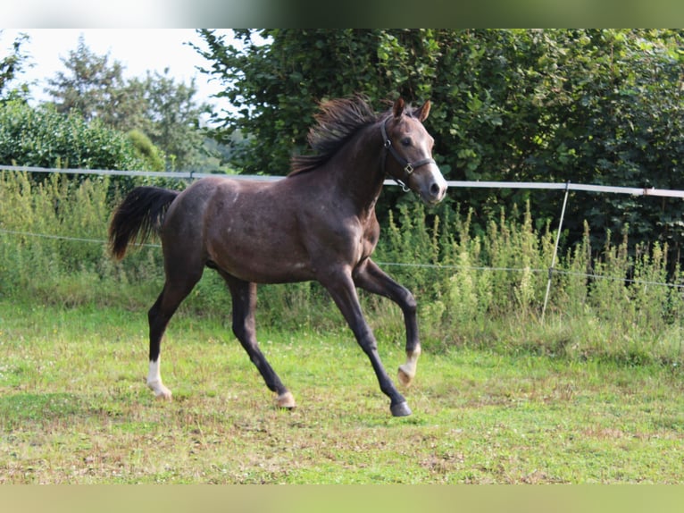 Hannover Stallone 1 Anno 140 cm Può diventare grigio in Syke OT-Gödestorf