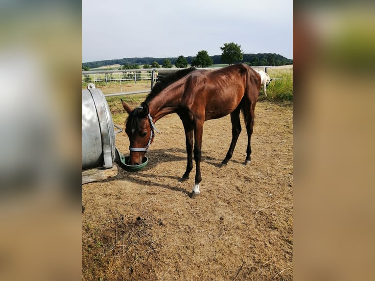 Hannover Stallone 1 Anno 148 cm Baio in Bockenem