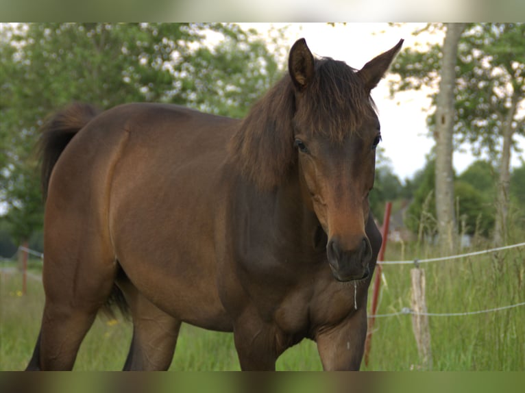 Hannover Stallone 1 Anno 164 cm Baio scuro in Leezdorf