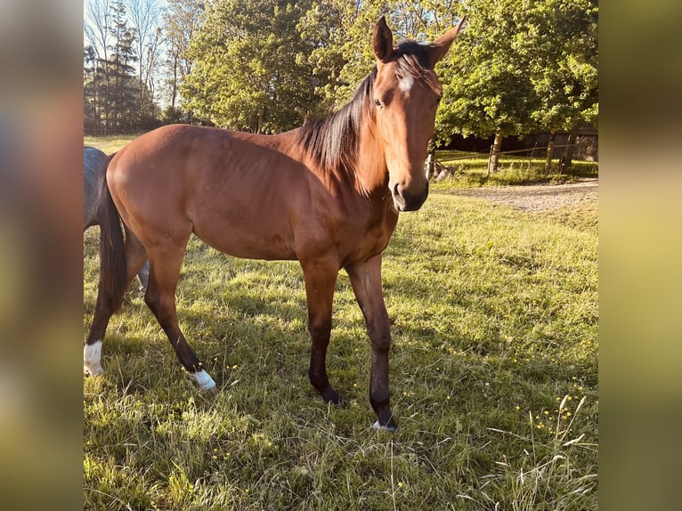 Hannover Stallone 1 Anno 167 cm Baio in Balje