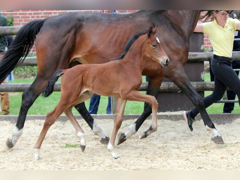 Hannover Stallone 1 Anno 168 cm Baio in Kutenholz