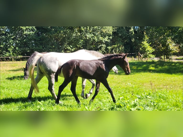 Hannover Stallone 1 Anno 168 cm Baio in Bad Bentheim