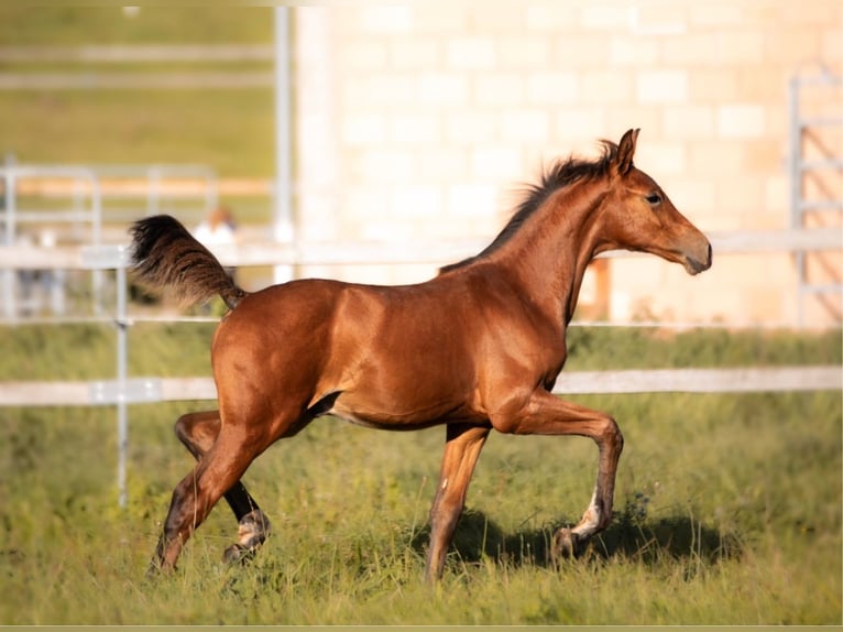 Hannover Stallone 1 Anno 168 cm Baio chiaro in Nörten-Hardenberg