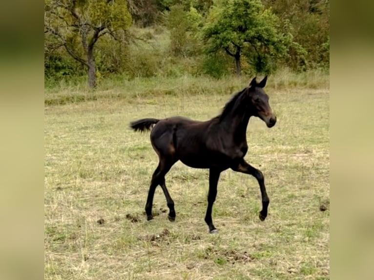 Hannover Stallone 1 Anno 168 cm Baio nero in Dransfeld