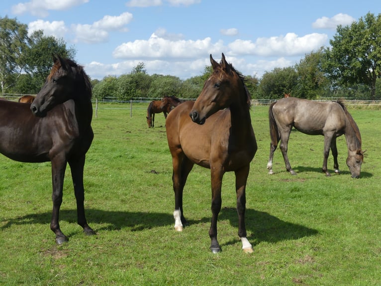 Hannover Stallone 1 Anno 168 cm Baio scuro in Langenhagen