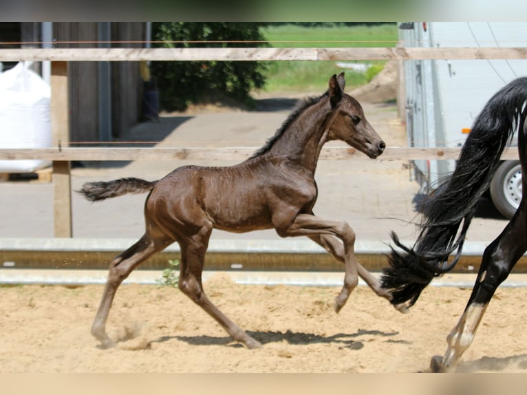 Hannover Stallone 1 Anno 168 cm Morello in Kutenholz