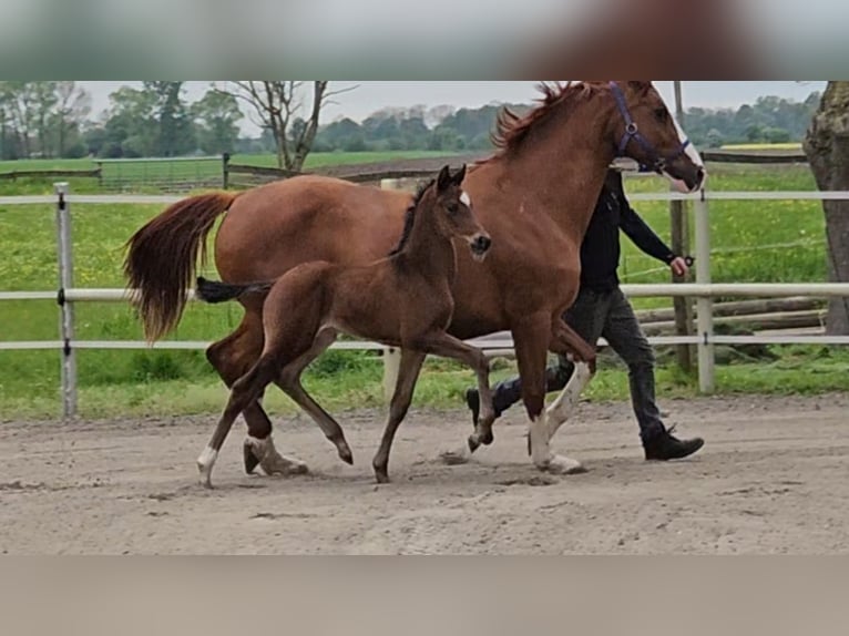 Hannover Stallone 1 Anno 169 cm Baio in Bülkau