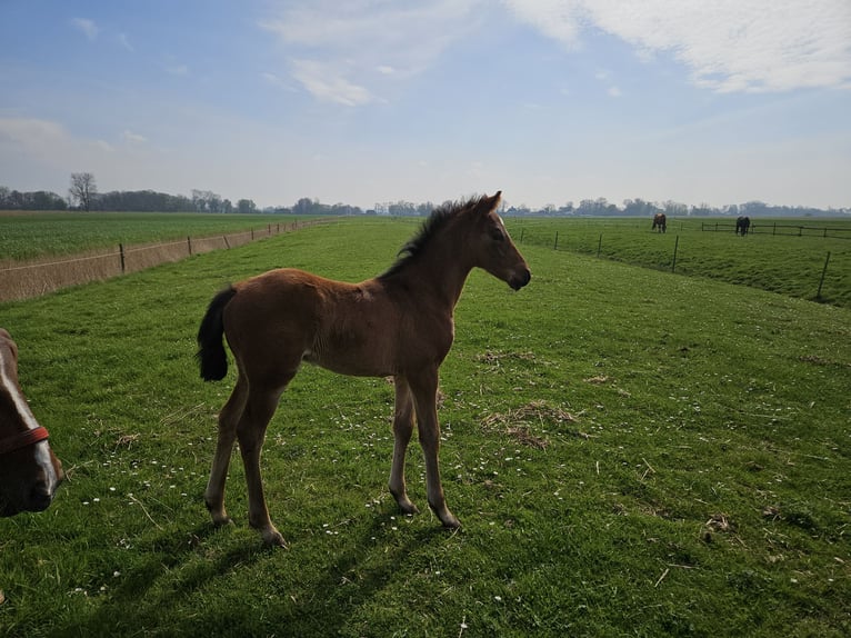 Hannover Stallone 1 Anno 169 cm Baio in Osterbruch