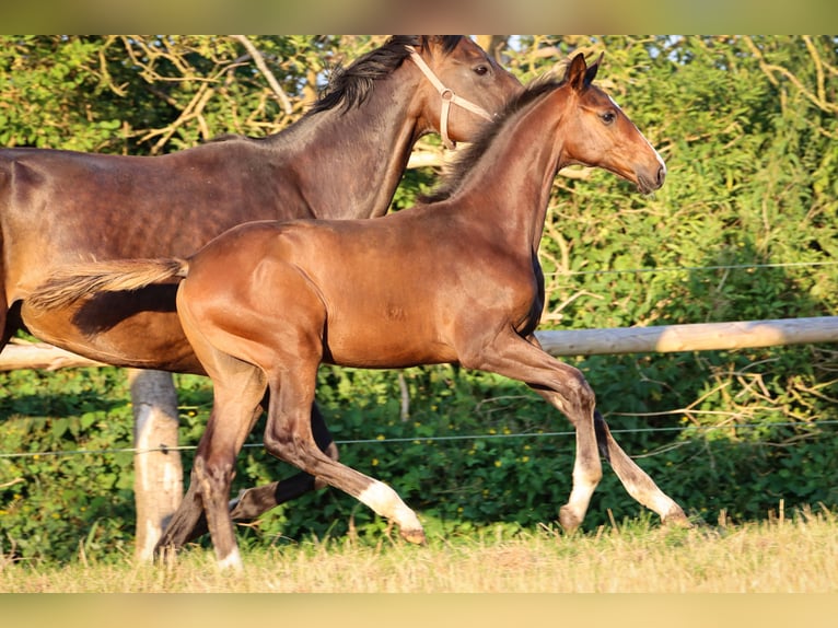 Hannover Stallone 1 Anno 170 cm Baio in Rickling